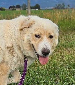 Layla, an adoptable Great Pyrenees, Husky in Hamilton, MT, 59840 | Photo Image 1