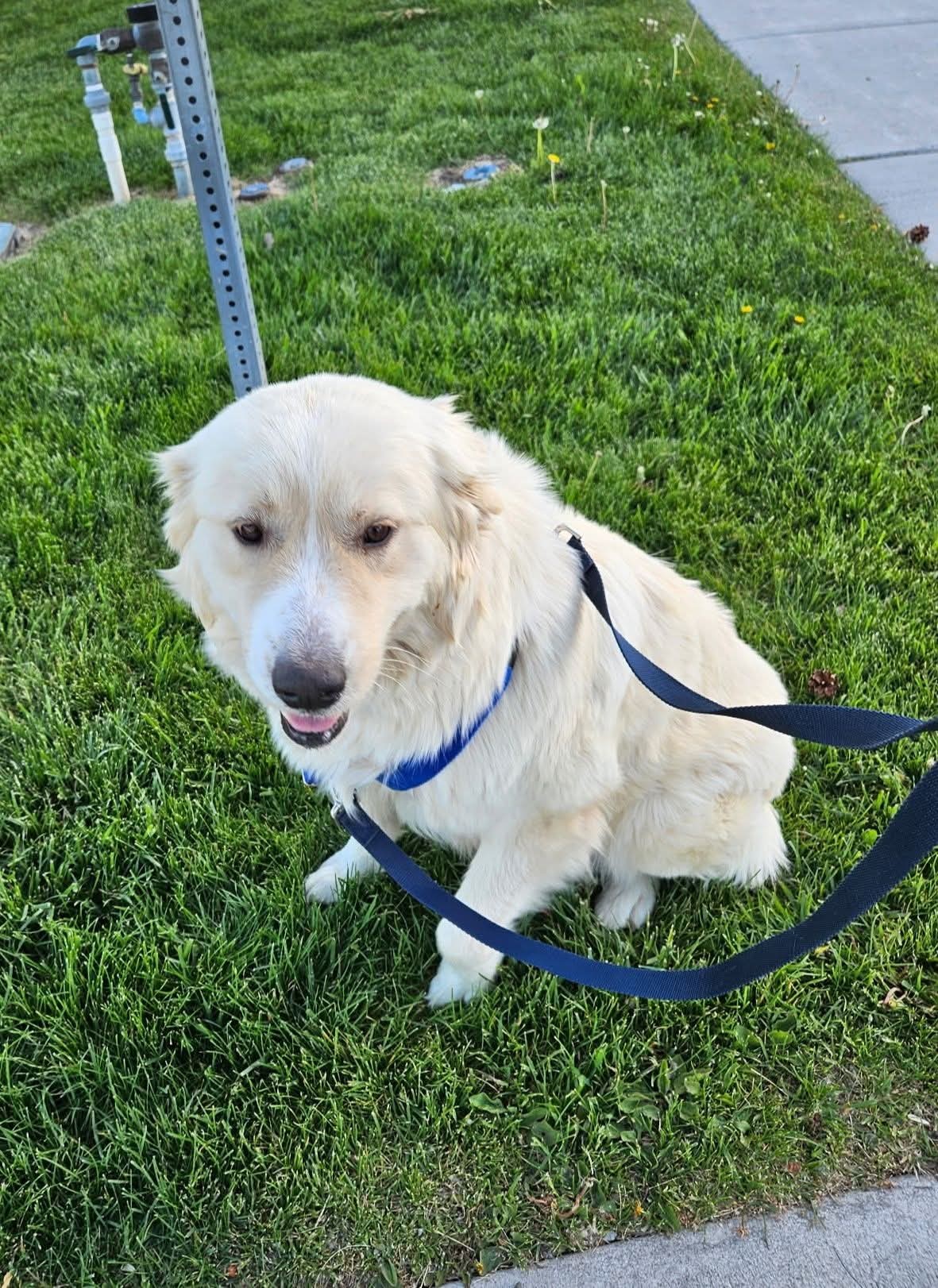 Layla, an adoptable Great Pyrenees, Husky in Hamilton, MT, 59840 | Photo Image 2