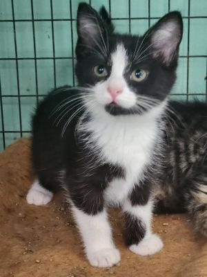 Contraband, Young Female Domestic Short Hair
