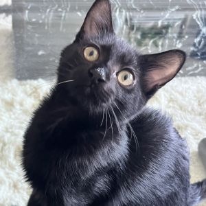 Toulouse, Baby Male Domestic Short Hair