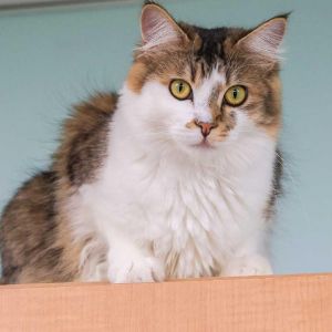 Well start by saying its hard to miss Emily Emily is a stunning young tabbywhite cat with a long