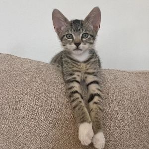 Meet Ollie - The Snuggly Explorer Ollie is the total package adorable affectio