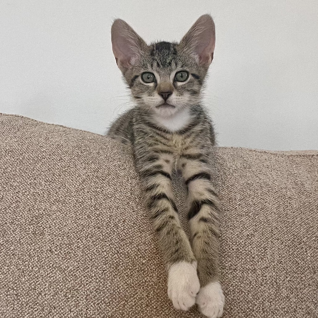 Ollie