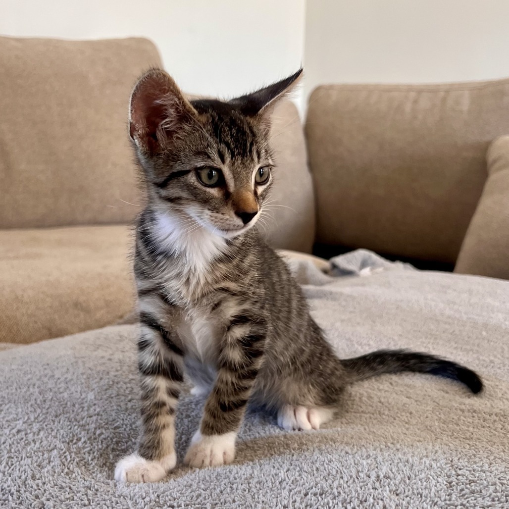 Ollie