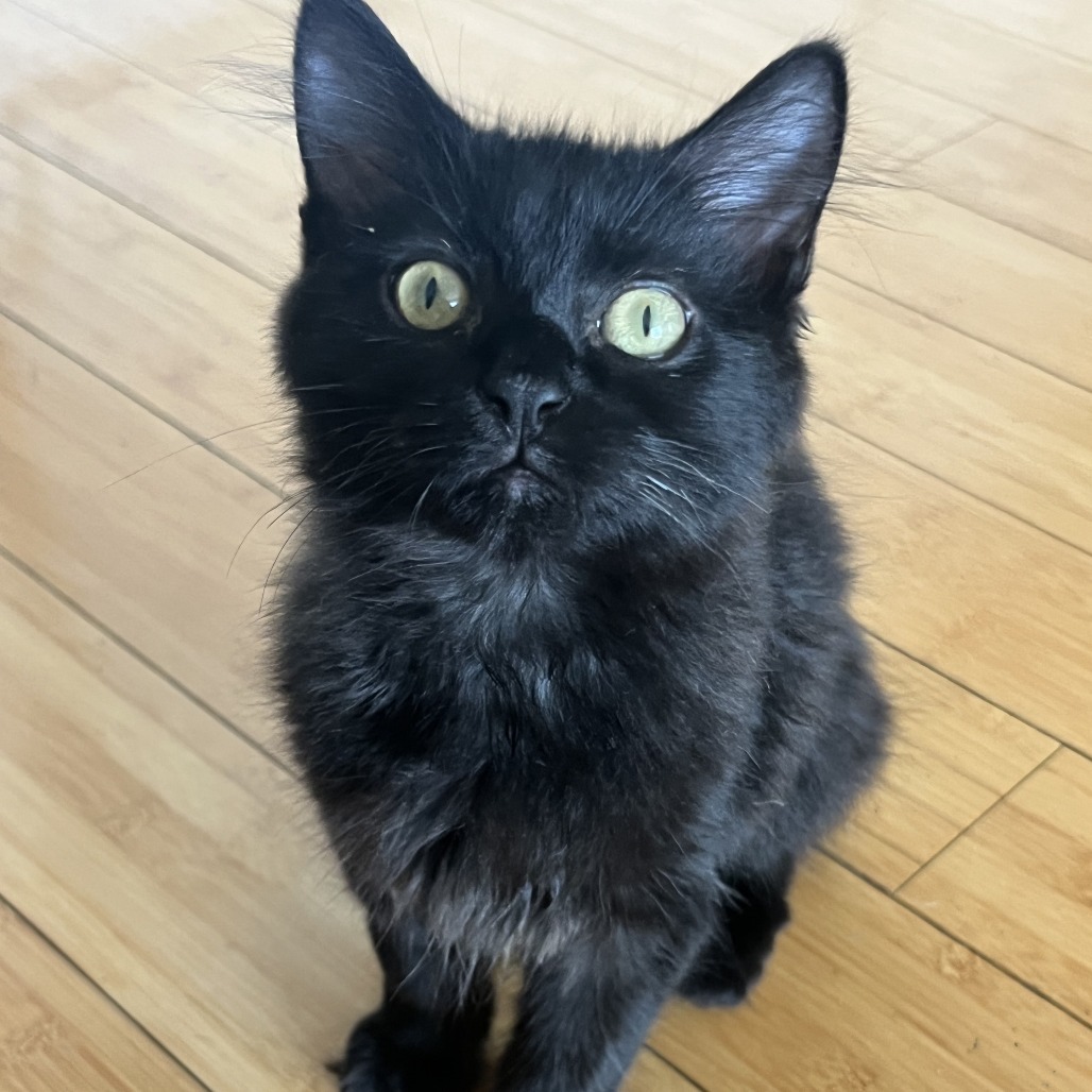 Maude