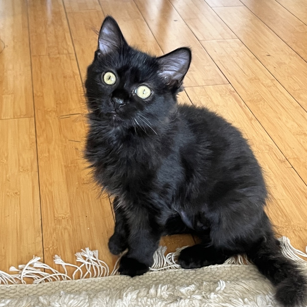 Maude
