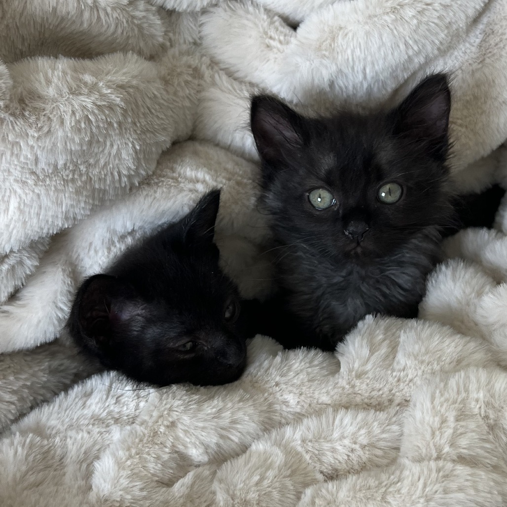 Maude