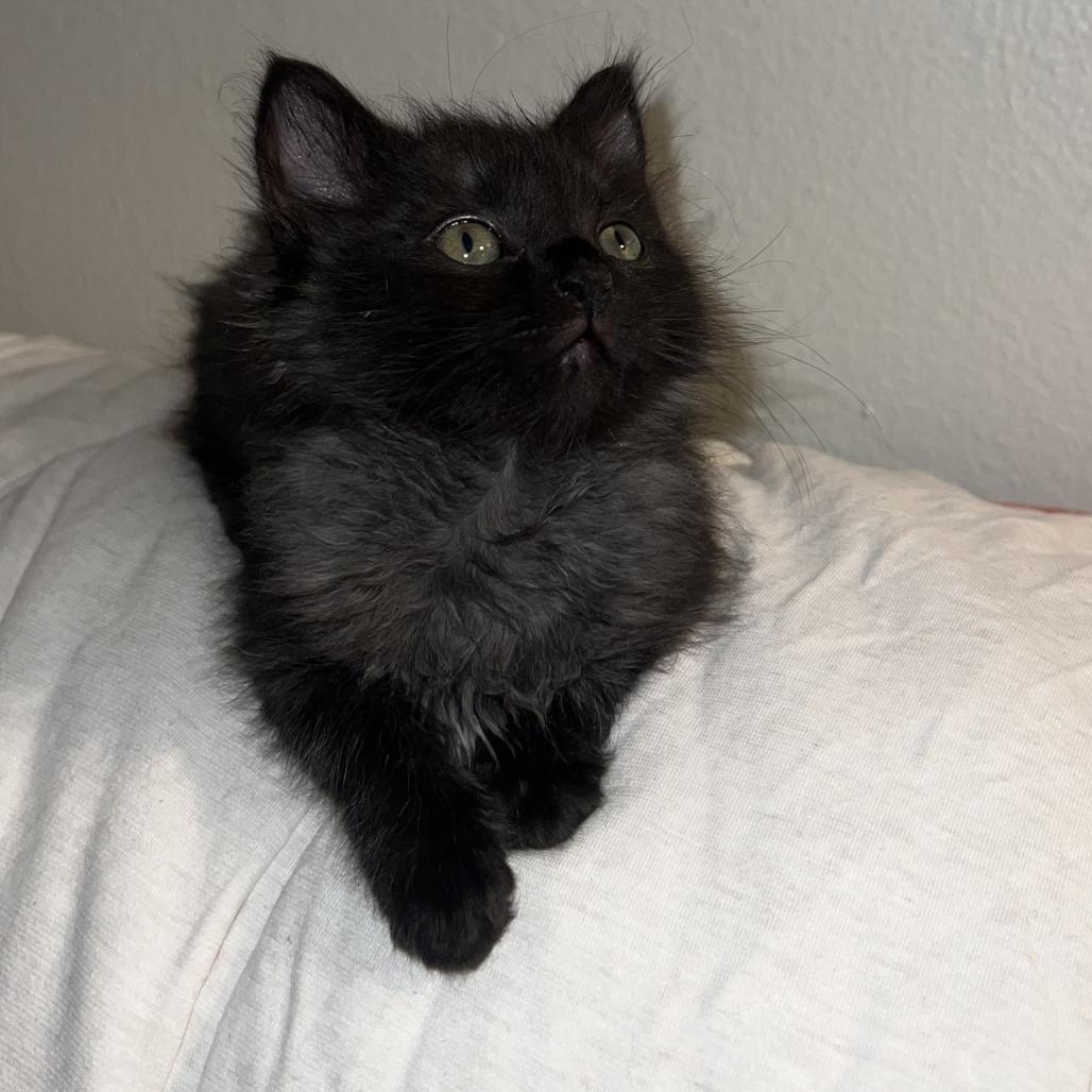 Maude