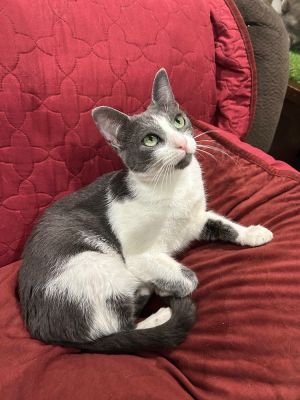Josie is charming and a little sassy She is a chatty kitty once she gets to kno