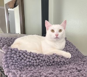 Lilia is a beautiful gentle soul with a calm nature She enjoys a bit of playti
