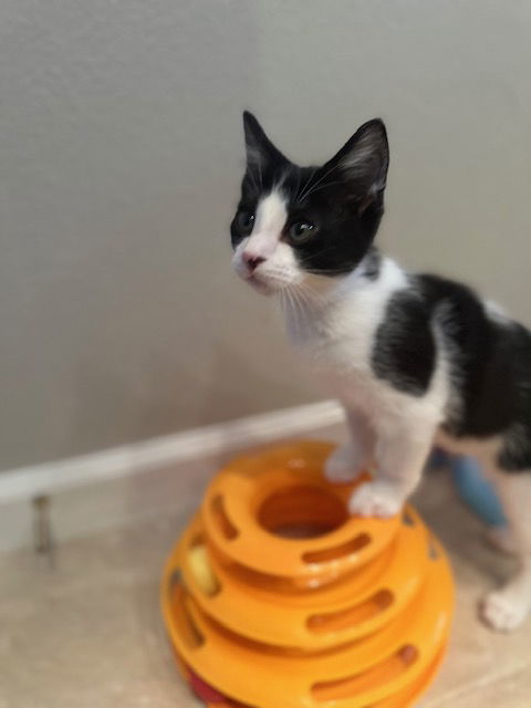 Otis
