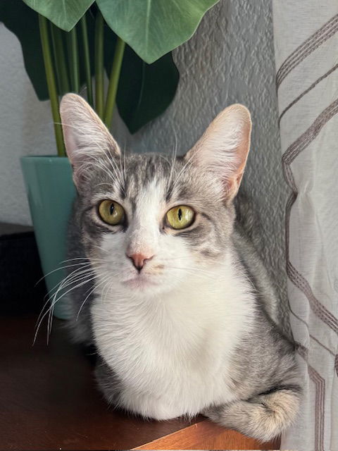Jasmine