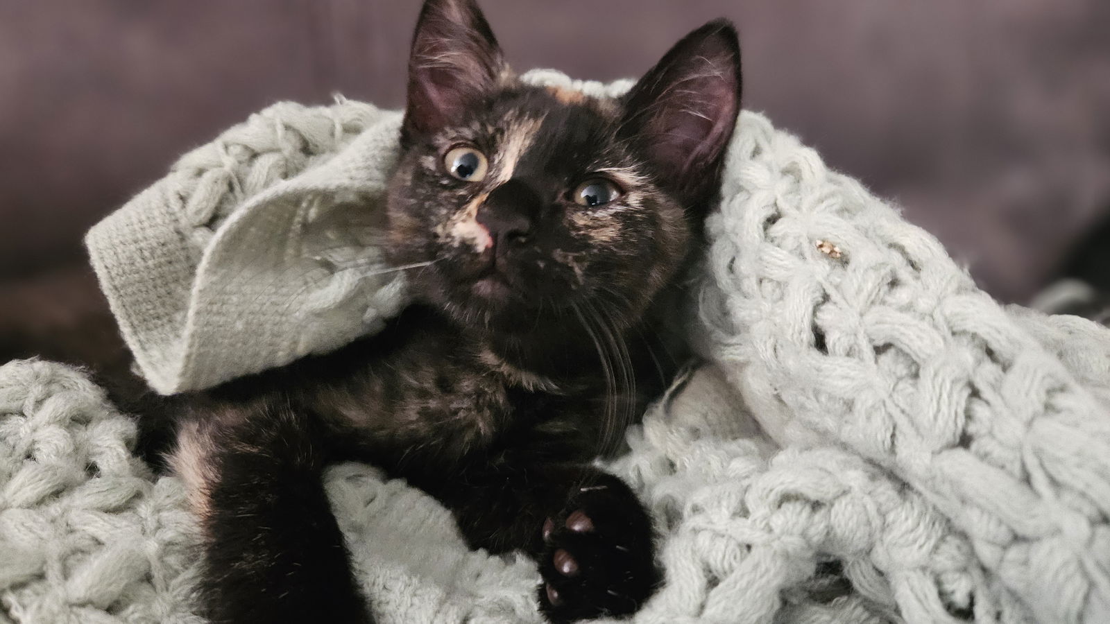 Snickers (bonded with Bounty)