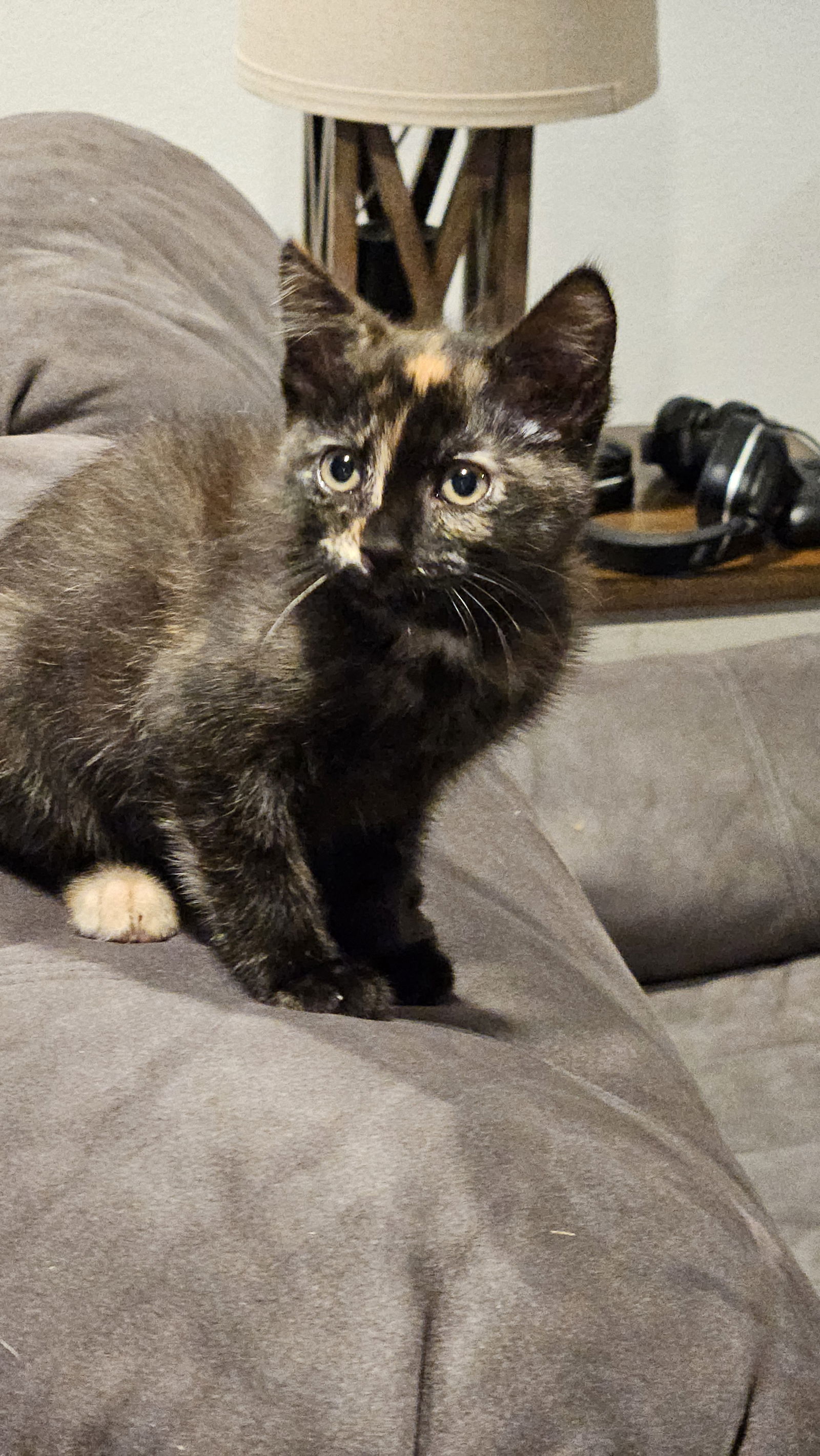 Snickers (bonded with Bounty)