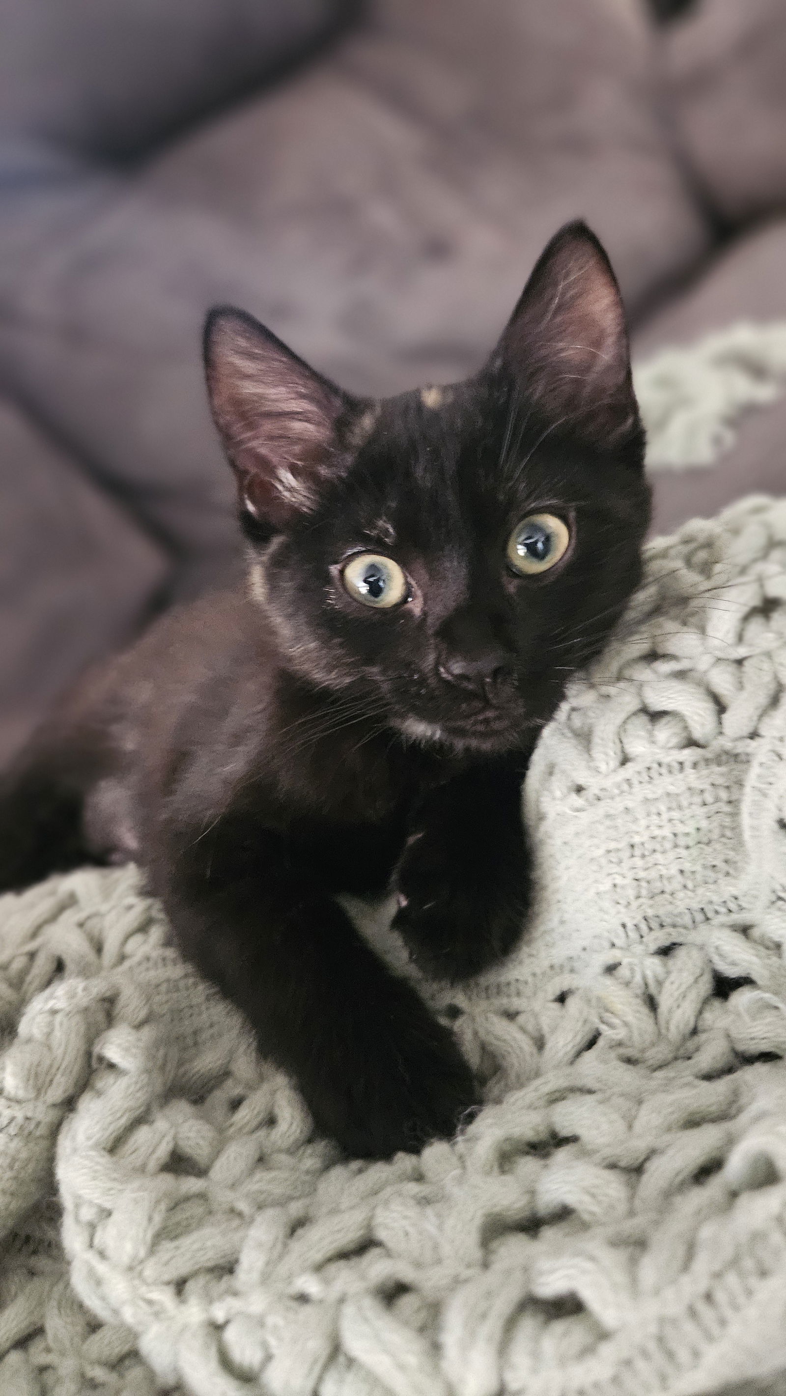 Bounty (bonded with Snickers)