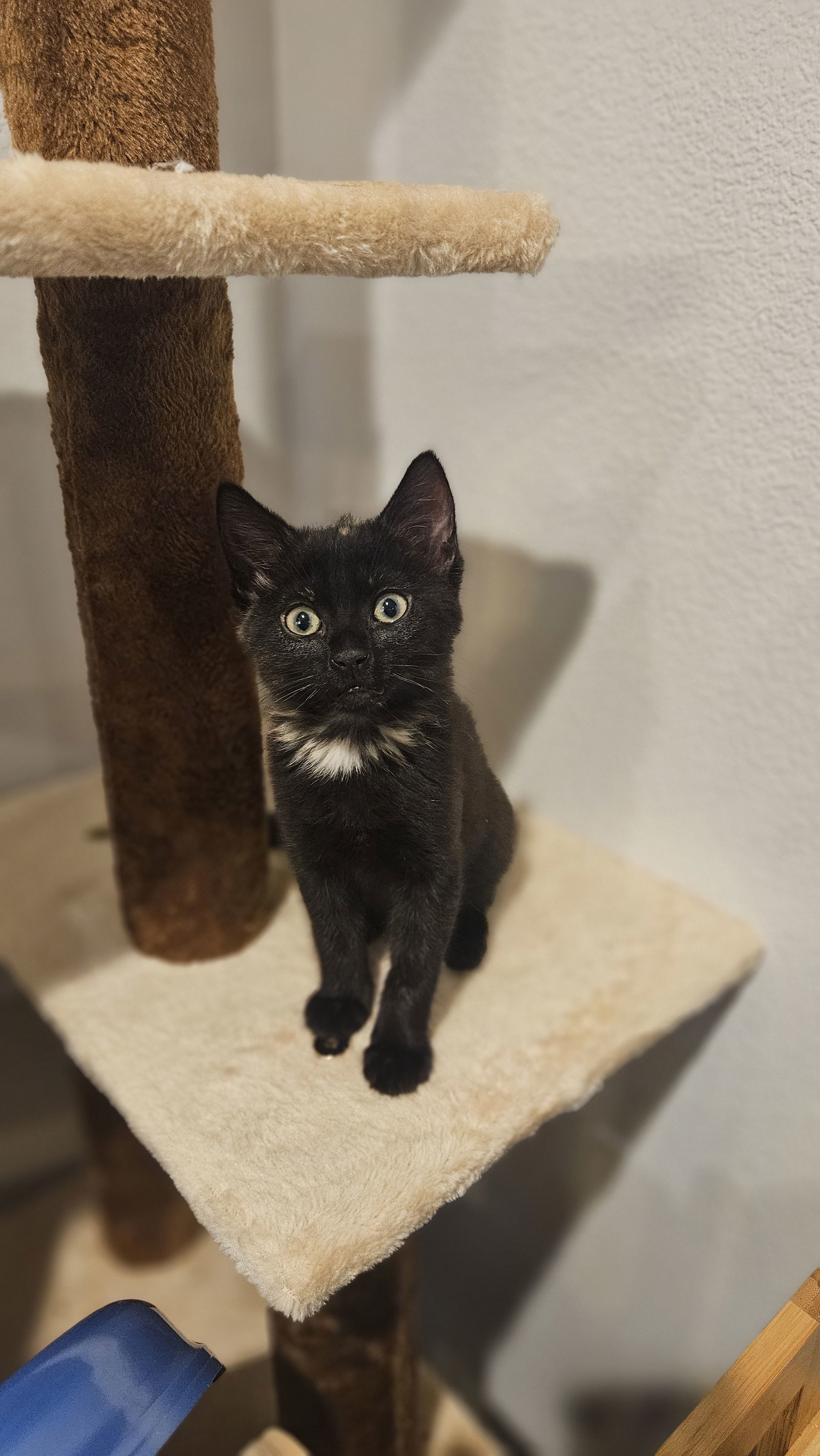 Bounty (bonded with Snickers)