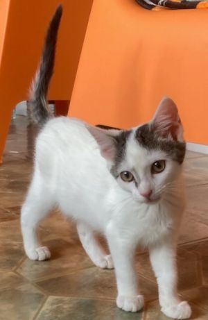 Candy25, Baby Female Domestic Short Hair