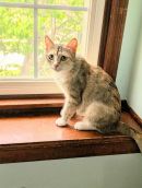 Momma Miso's profile on Petfinder.com