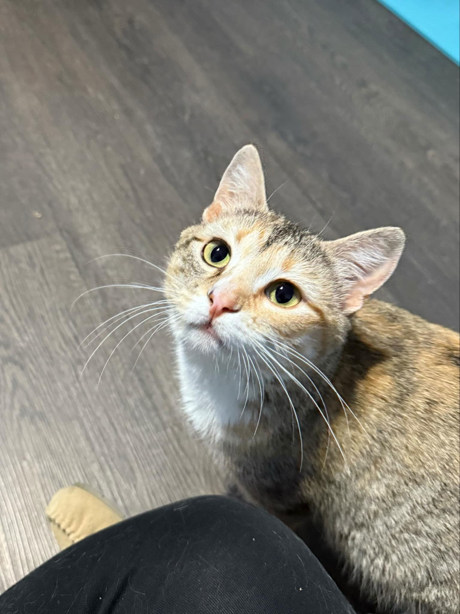 Momma Miso