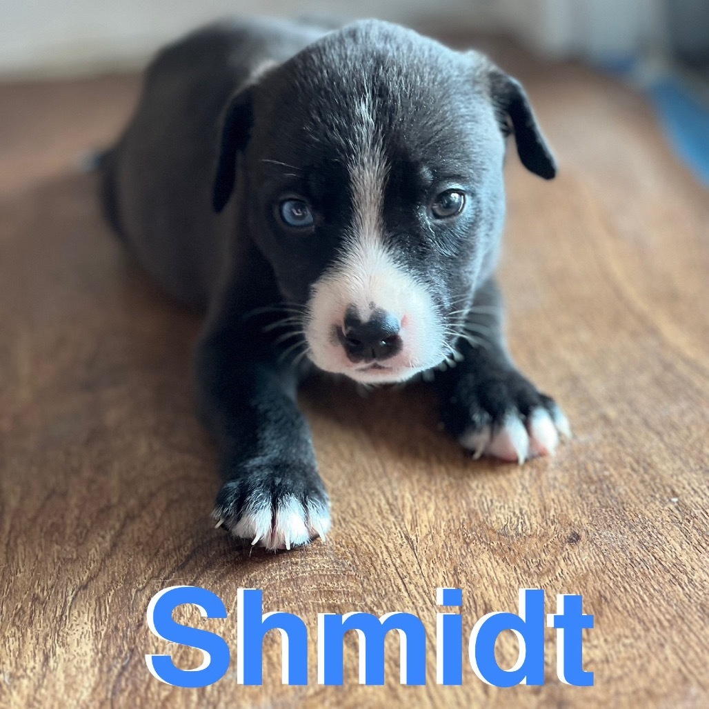 Schmidt