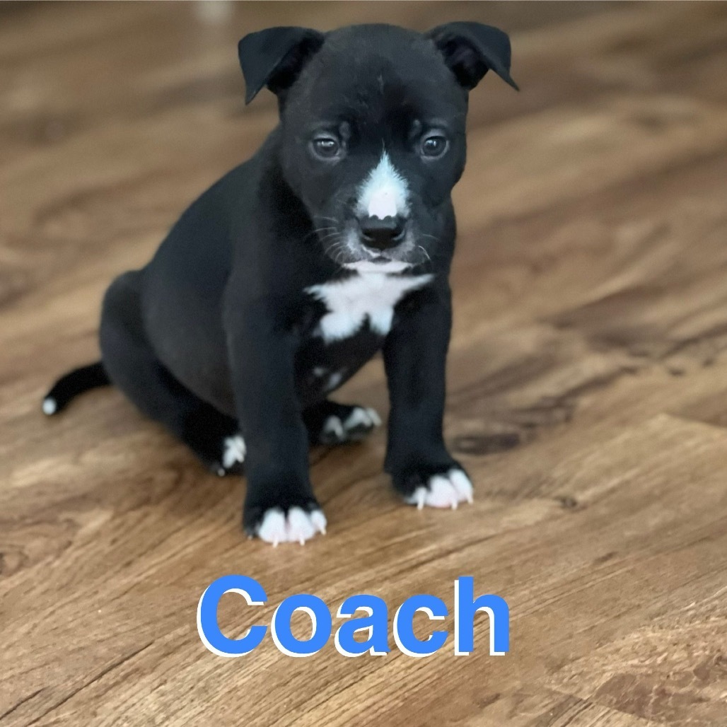 Coach