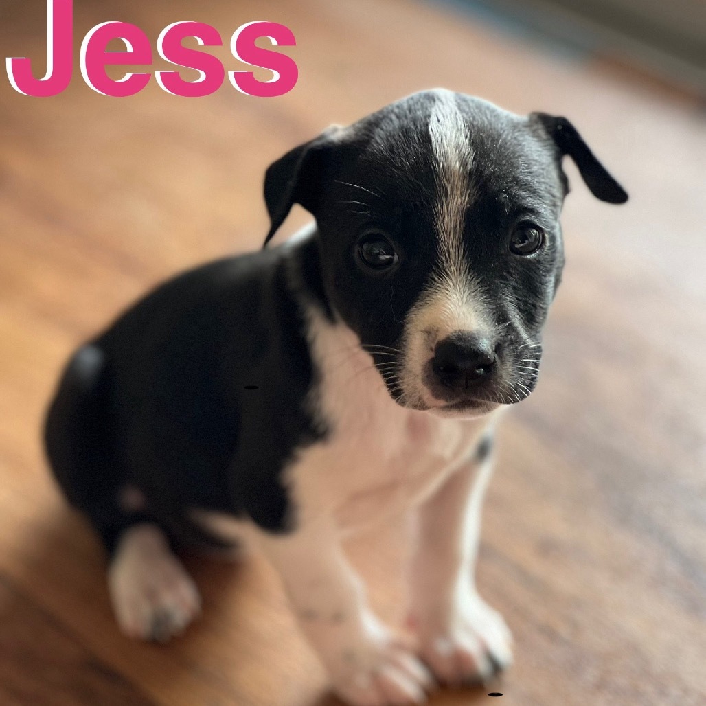 Jess
