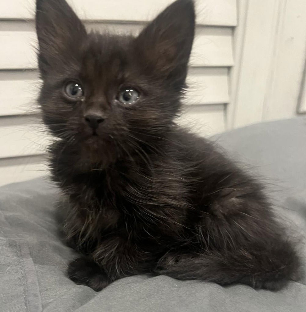 Luna
