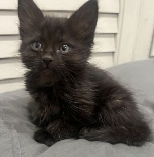 Luna, Baby Female Domestic Long Hair