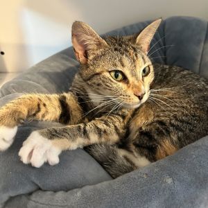Penny, Young Female Domestic Short Hair