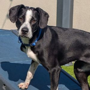 Lucy Beagle Dog