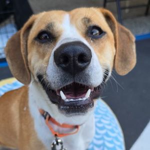 Sara Beagle Dog
