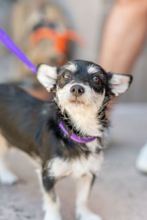 Personality social sweet Breed terrier mix Age approx 10 months Weight 19lbs Sex male Rescued 