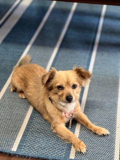 Personality smart friendly Breed border collieheeler mix Age 3 years Weight 65lbs Sex female