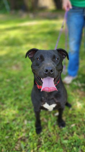 Personality goofey playful Breed pitlab mix Age 1 year Weight Sex male AVAILABLE FOR FOSTER T
