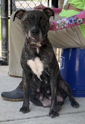 Donna (802 W 14th #1), Adult Female Mixed Breed