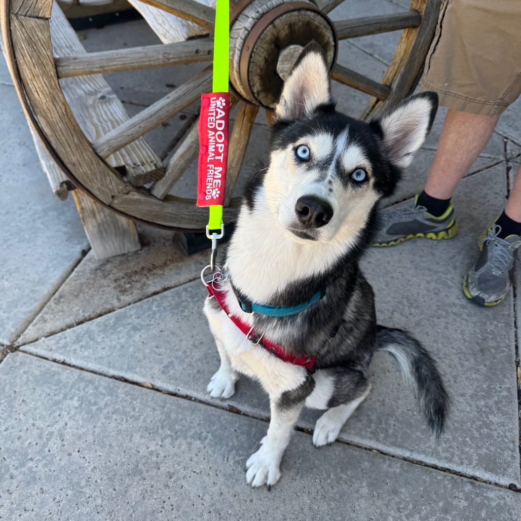 Sadie (Courtesy Listing)