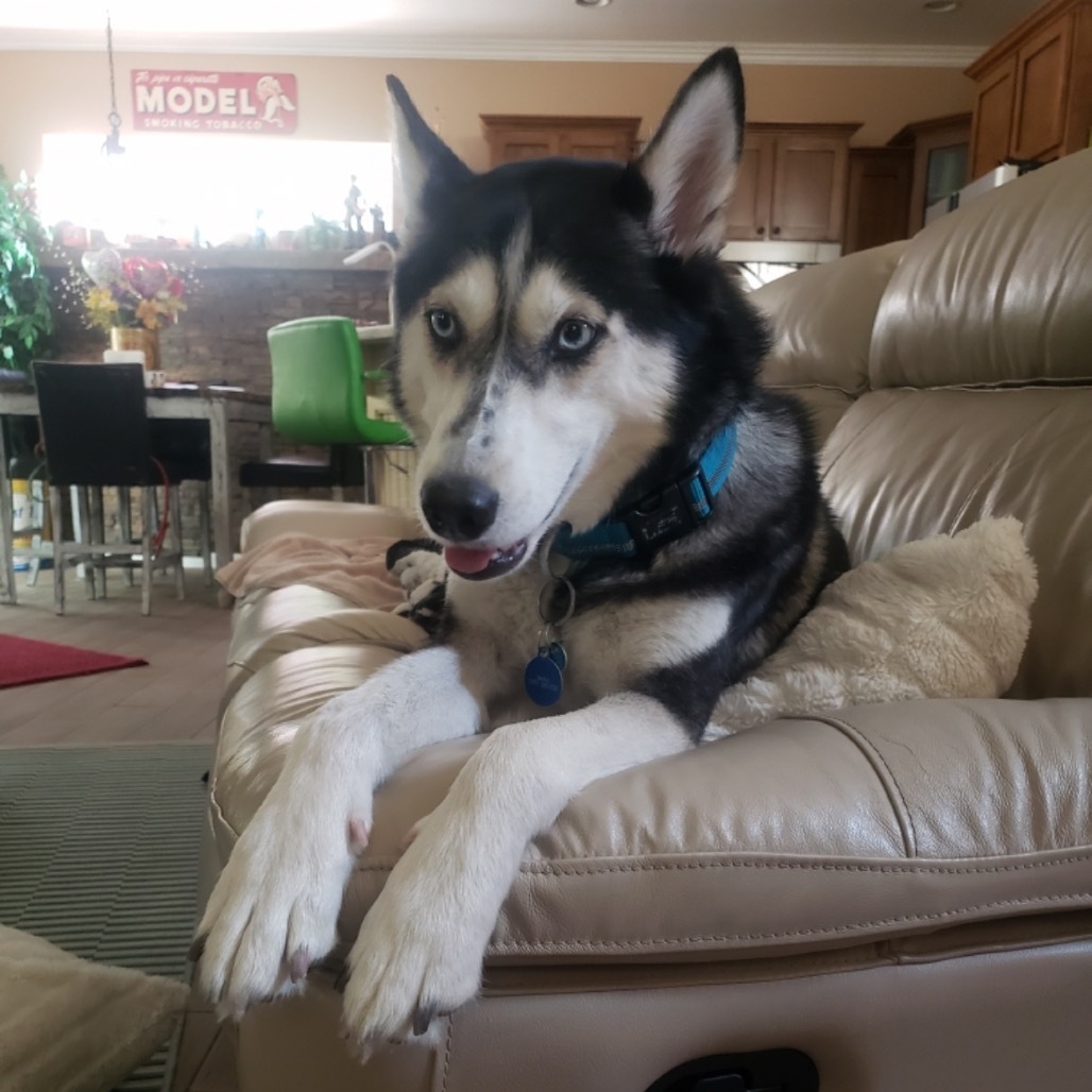 Sadie (Courtesy Listing)