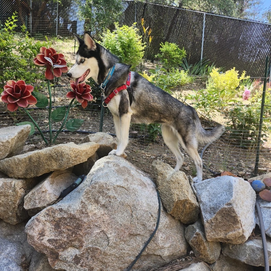 Sadie (Courtesy Listing)