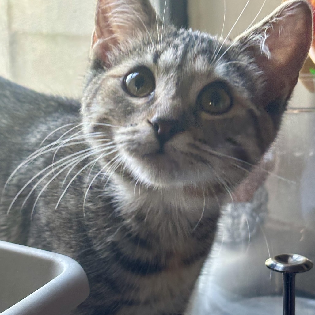 Rey - Queen of Cuddles! Loves Humans! Good w/ Cats! Adopt $150