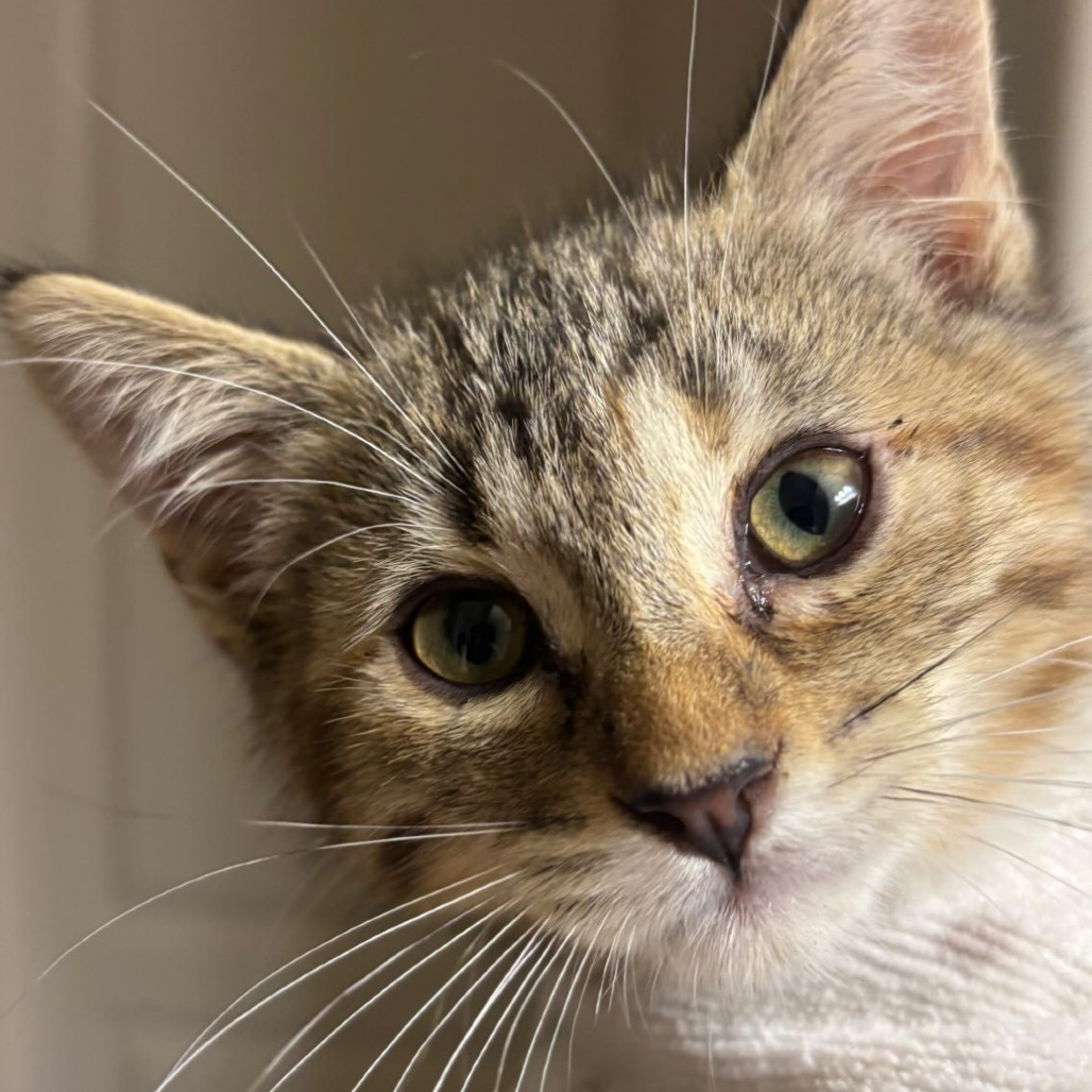Rey - Queen of Cuddles! Loves Humans! Good w/ Cats! Adopt $150