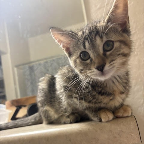 Rey - Queen of Cuddles! Loves Humans! Good w/ Cats! Adopt $150