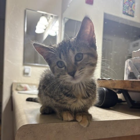 Rey - Queen of Cuddles! Loves Humans! Good w/ Cats! Adopt $150