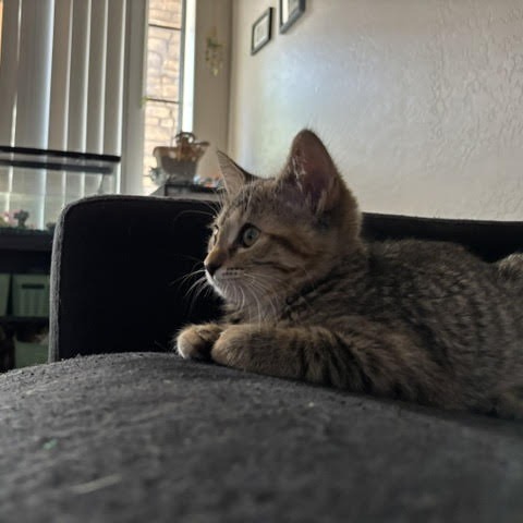Rey - Queen of Cuddles! Loves Humans! Good w/ Cats! Adopt $150