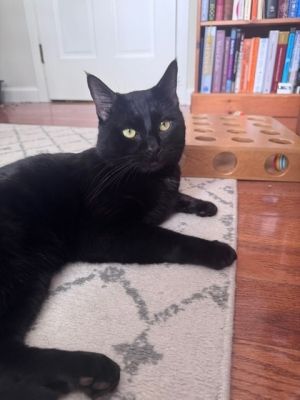 Birthdate 11292022 Breed One of a kind IM THE PET OF THE WEEK TChalla is the kind of cat wh