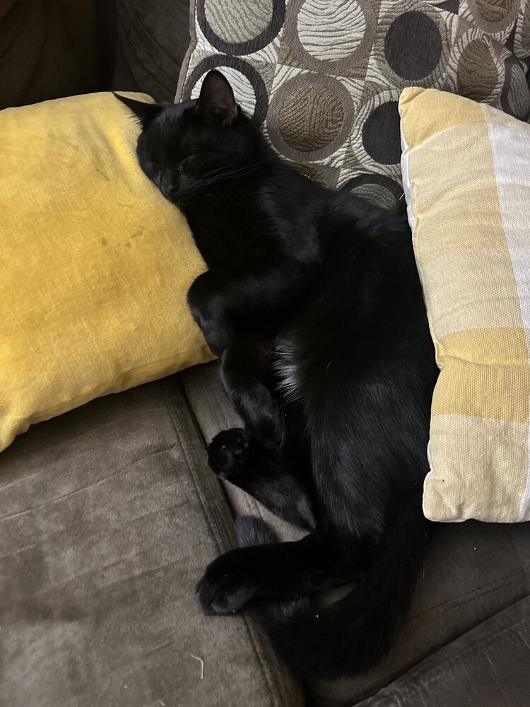 T'Challa
