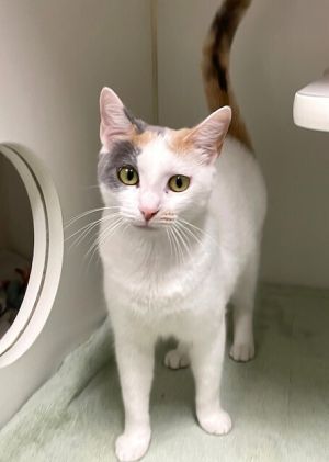 Birthdate 1012024 Breed One of a kind Apparently calico season is still in full bloom around here