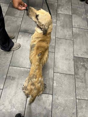 Rosalie TX Shepherd Dog