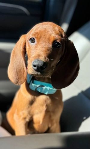 You can fill out an adoption application online on our official websiteOdette GA is a female Redb
