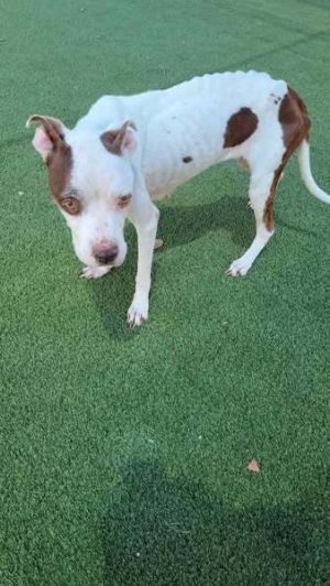 You can fill out an adoption application online on our official websiteMarge TX is a female thoug