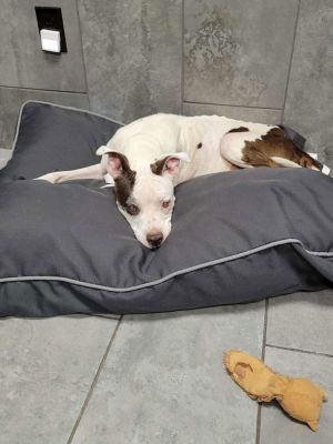 You can fill out an adoption application online on our official websiteMarge TX is a female thoug